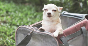 Chihuahua looking slightly sedated sitting in pet carrier