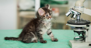 kitten starting at microscope in shock