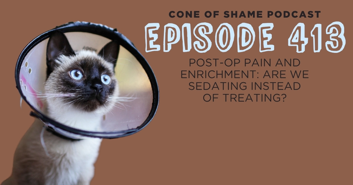 cat with blue eyes wearing a cone