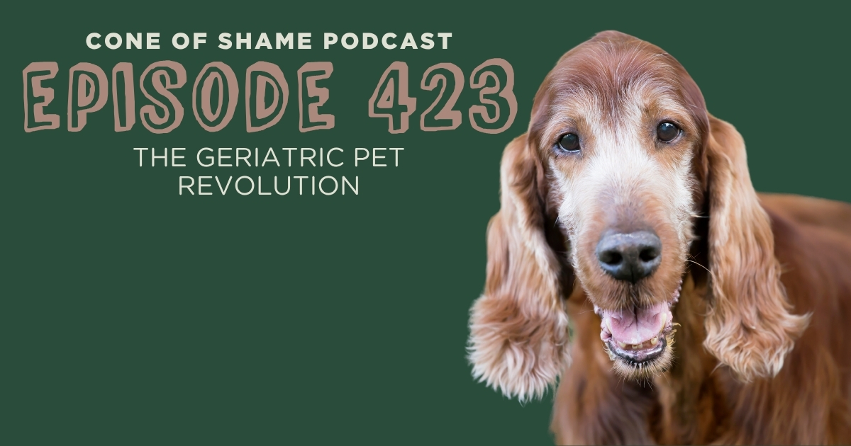 old happy white faced dog looking at camera