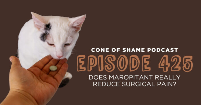 white cat with black spots being offered a pill from someones hand