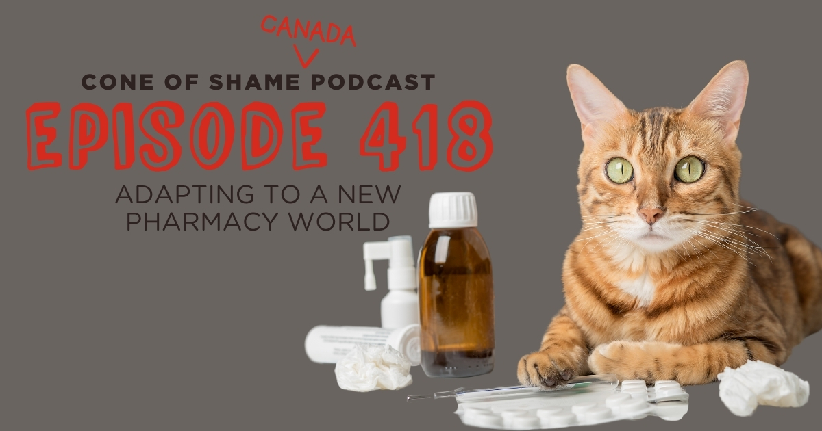 tabby cat wide eyed looking at camera while surrounded by medications
