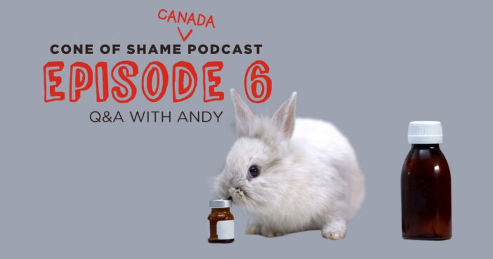 rabbit sitting next to bottles of medication