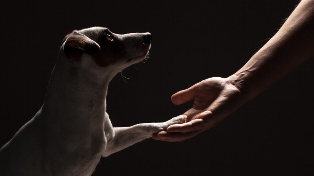 dog and human reaching out to each other in the dark and holding paw in hand