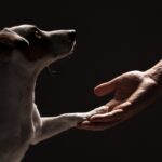 dog and human reaching out to each other in the dark and holding paw in hand