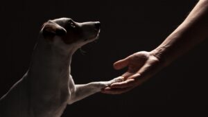 dog and human reaching out to each other in the dark and holding paw in hand