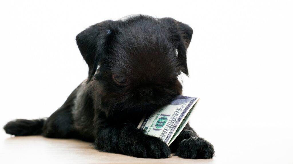 puppy chewing on one hundred dollar bill