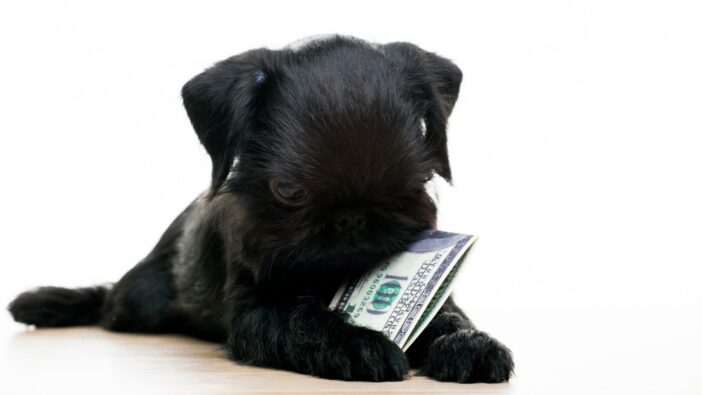 puppy chewing on one hundred dollar bill