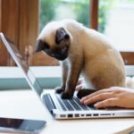 kitten cat sitting on laptop