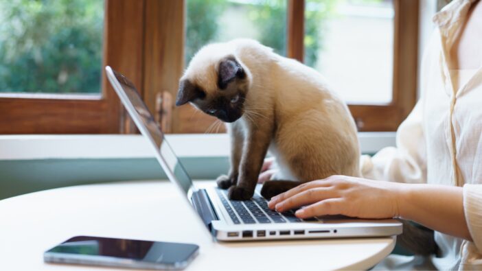 kitten cat sitting on laptop