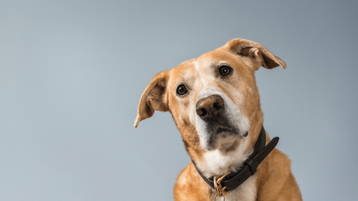 Aging dog titling head inquisitively.