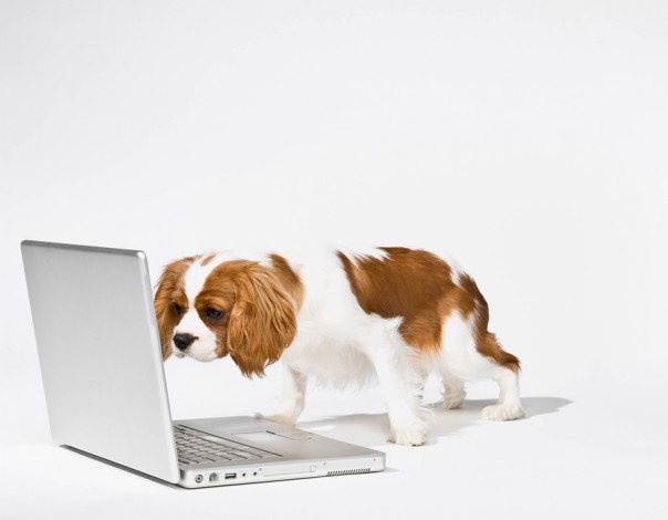 Curious dog peering at laptop