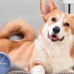 corgi dog looking happy sitting with clock