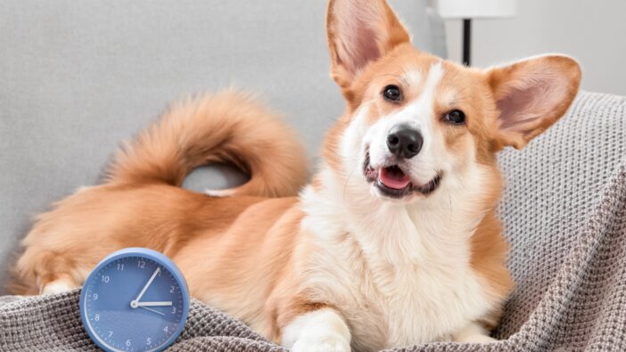 corgi dog looking happy sitting with clock