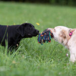 labrador retriever and golden retriever playing tug of war with rope toy