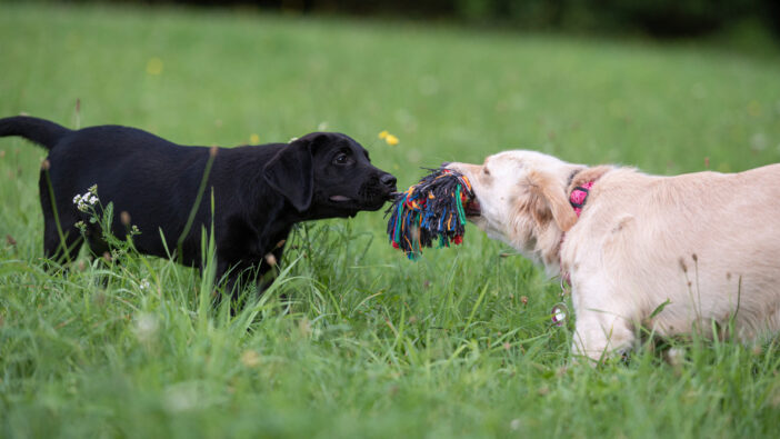 labrador retriever and golden retriever playing tug of war with rope toy
