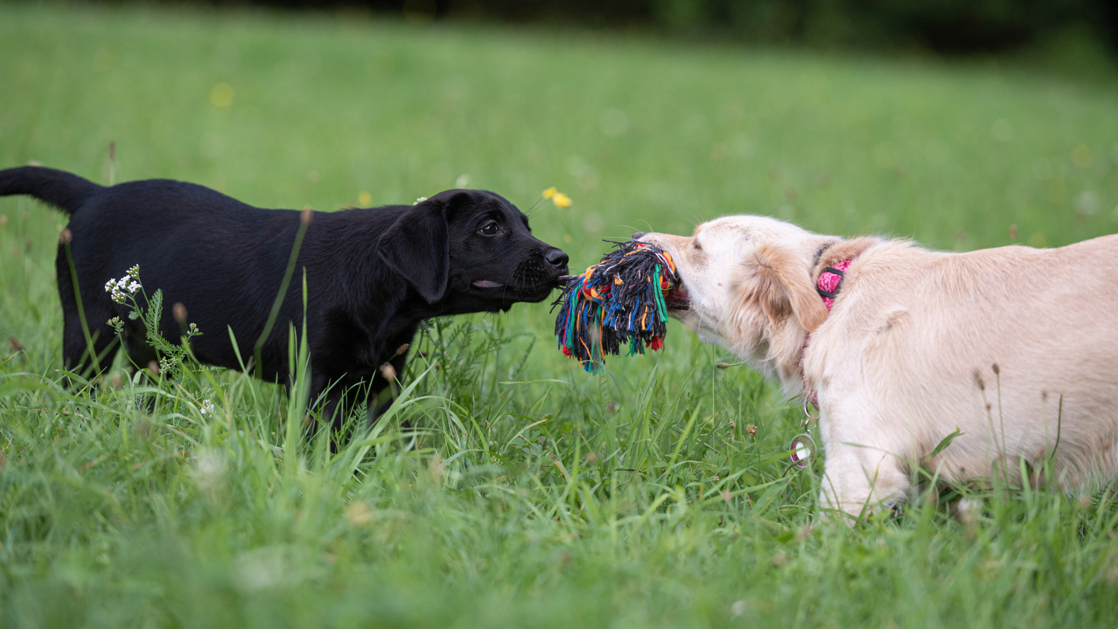 labrador retriever and golden retriever playing tug of war with rope toy