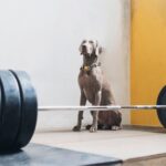weimaraner dog sitting in gym in front of barbell with weights