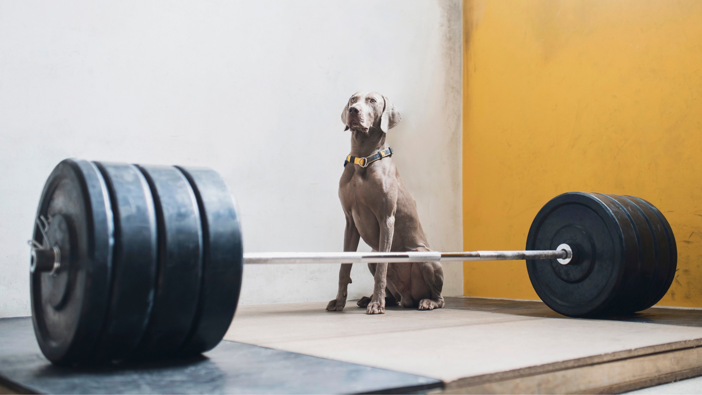 weimaraner dog sitting in gym in front of barbell with weights