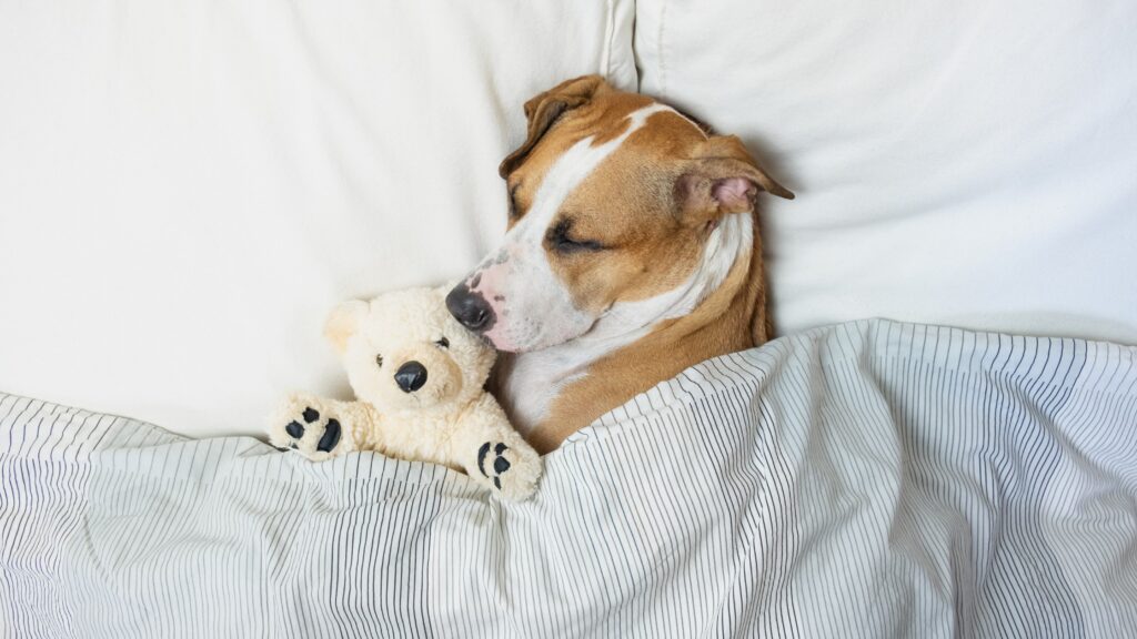 american bulldog dog mix under blankets in bed with stuffed animal sleeping