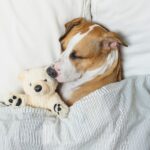 american bulldog dog mix under blankets in bed with stuffed animal sleeping