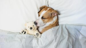 american bulldog dog mix under blankets in bed with stuffed animal sleeping