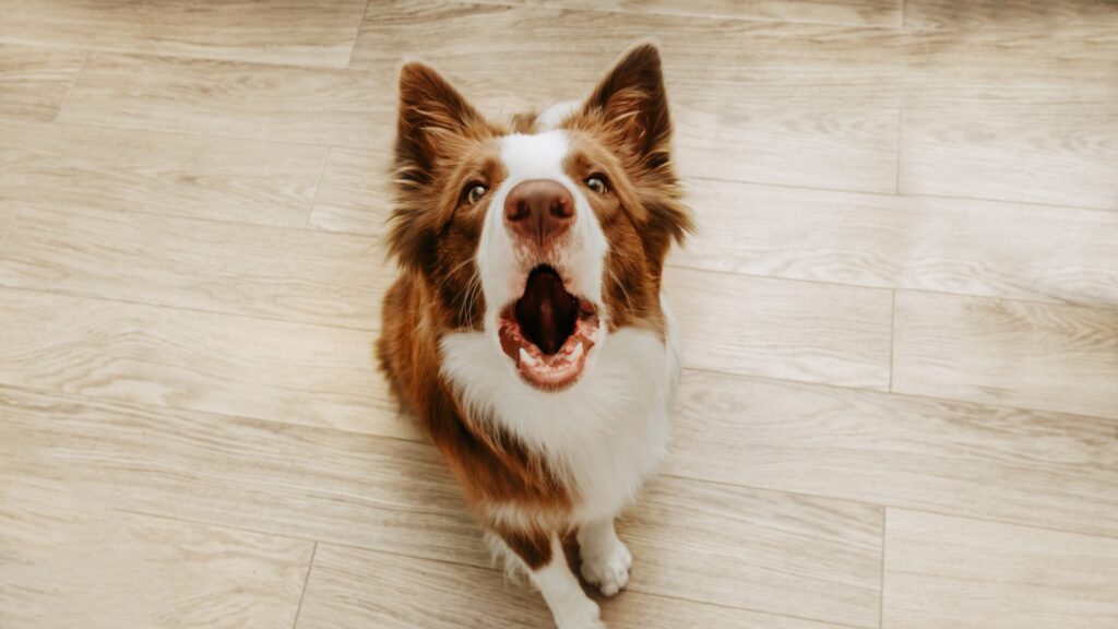 brown and white dog barking at camera