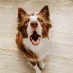 brown and white dog barking at camera