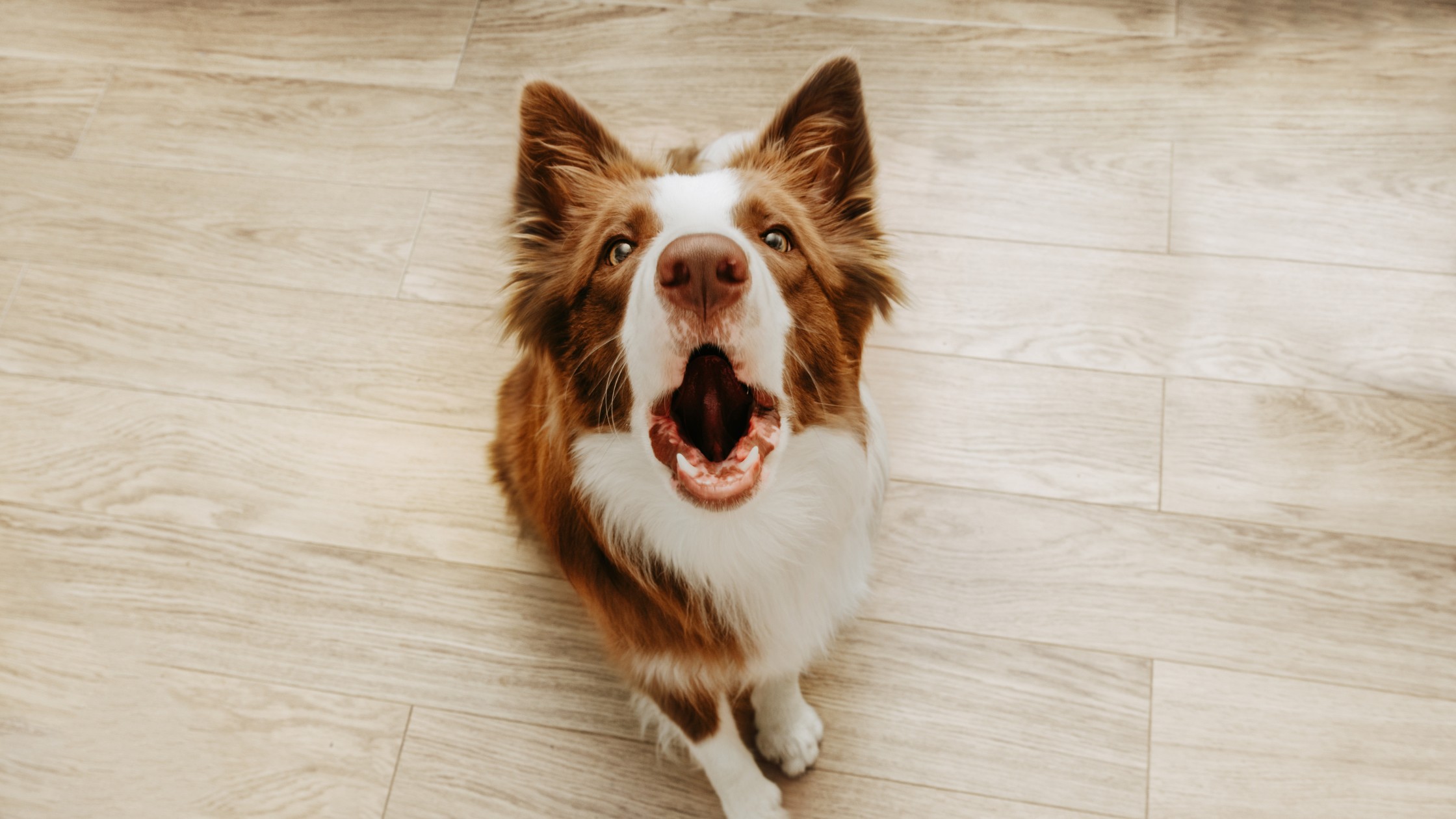 brown and white dog barking at camera