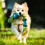 happy dog running alone with toy
