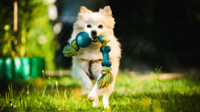 happy dog running alone with toy