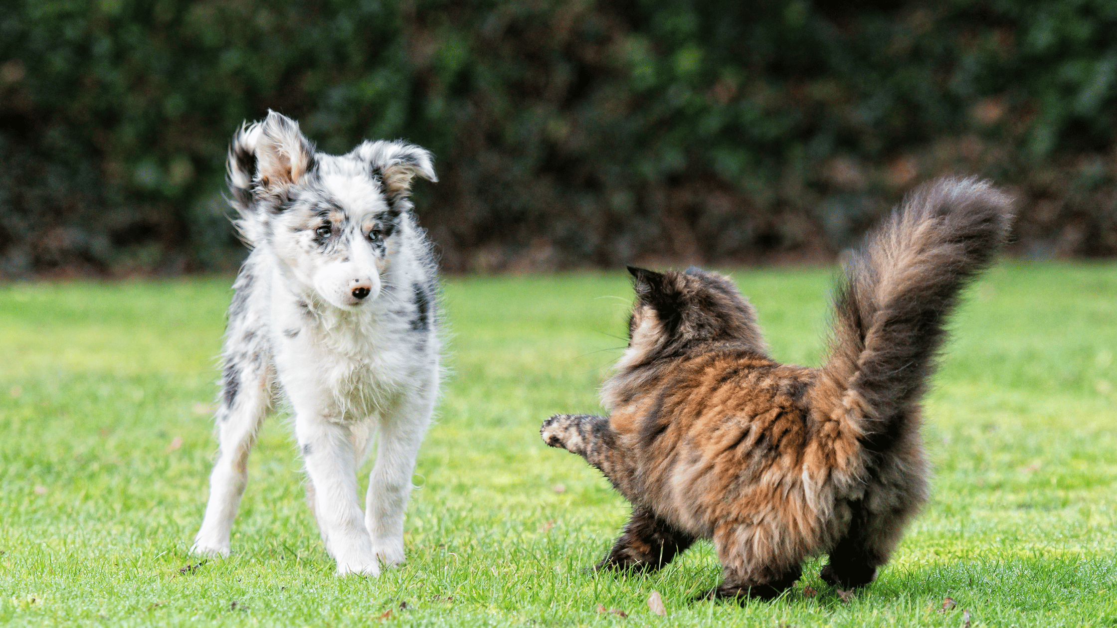 Dog chasing. Кошка шипит на собаку. Скрещивание собаки и кошки. Кот скрещенный с собакой. Кошка злится на собаку.