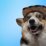 corgi wearing festive hat