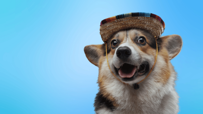 corgi wearing festive hat