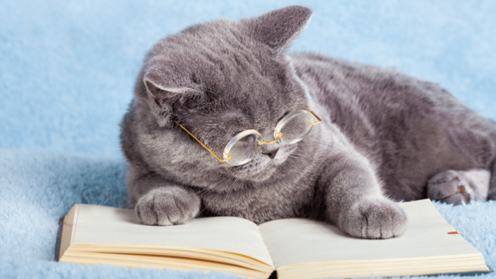 photo of gray cat wearing glasses reading a book.