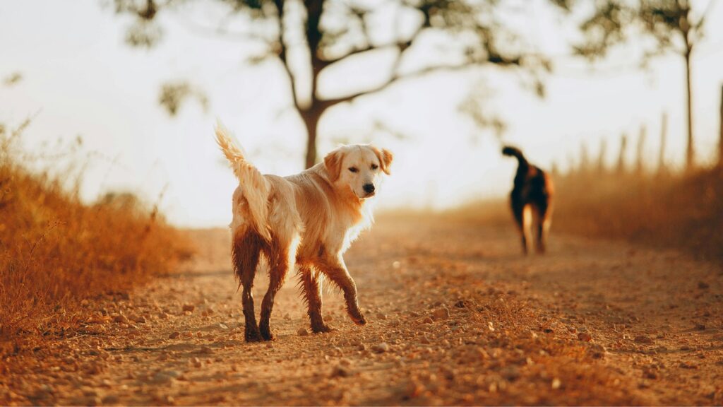 golden retriever dog running outside and looking back at camera