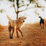 golden retriever dog running outside and looking back at camera