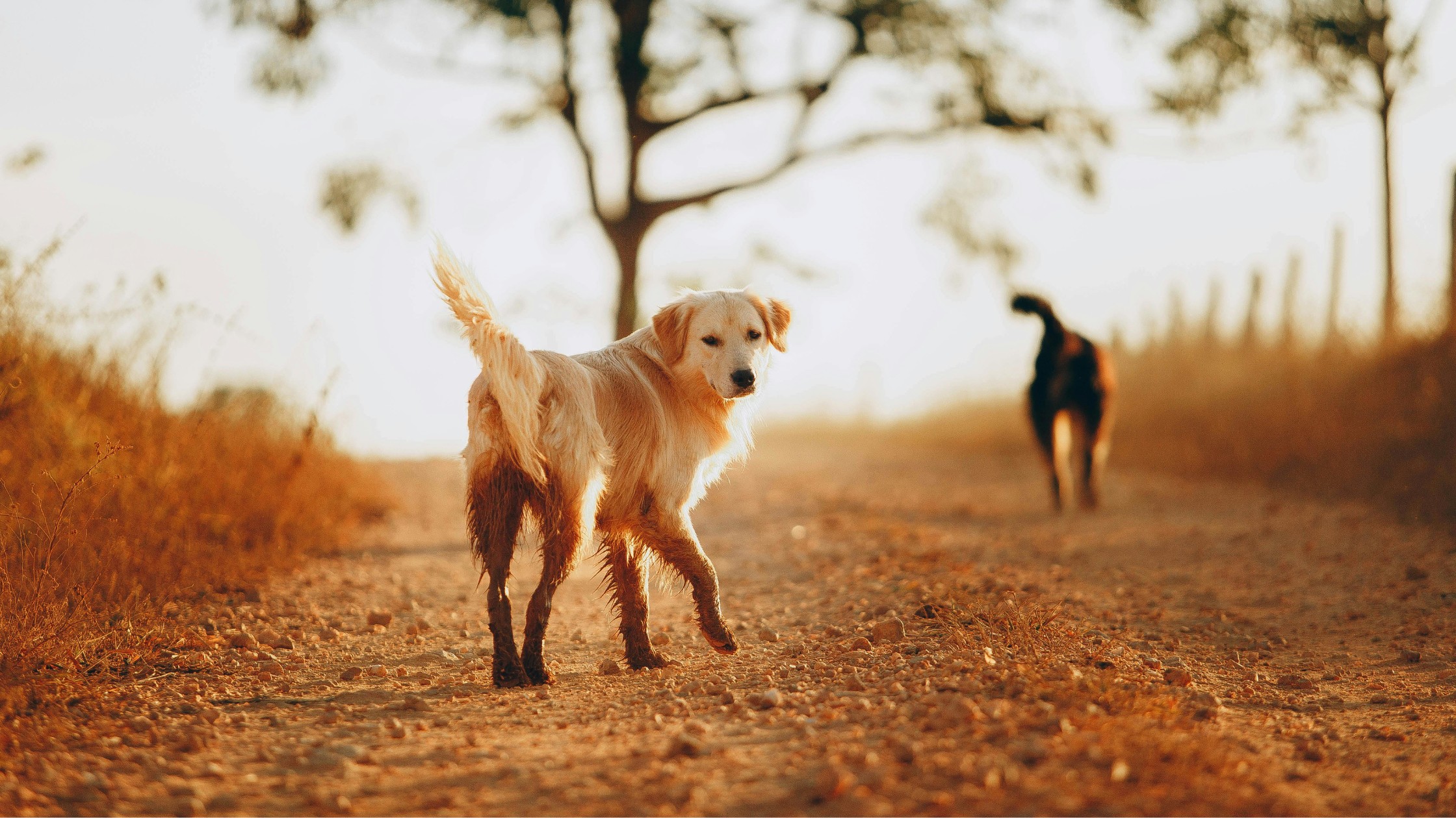 golden retriever dog running outside and looking back at camera