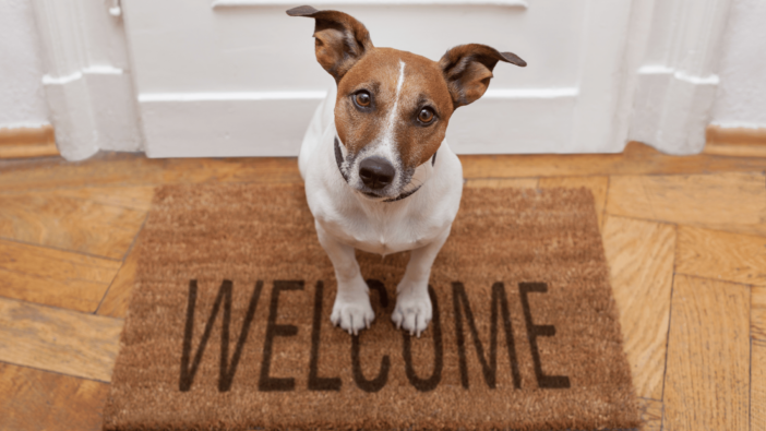 Dog sitting on welcome mat at front door.