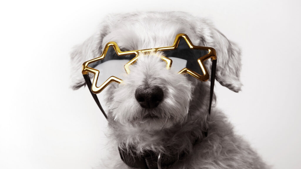 white miniature poodle dog wearing star shaped sunglasses