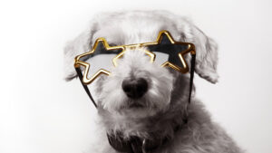 white miniature poodle dog wearing star shaped sunglasses