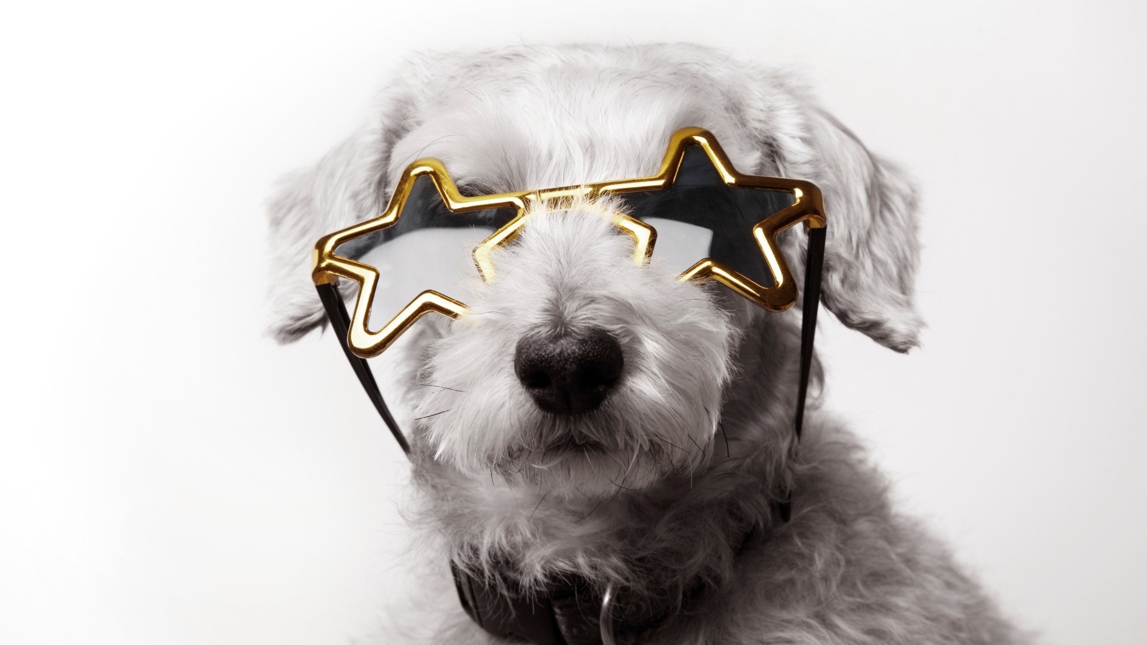 white miniature poodle dog wearing star shaped sunglasses