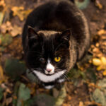black and white tuxedo cat with one eye sitting in fall leaves looking at camera