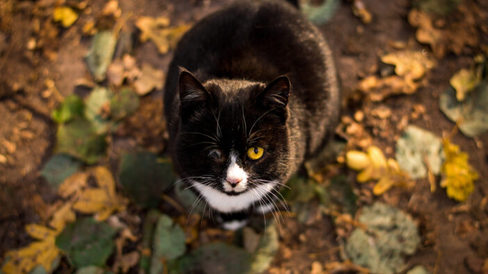 black and white tuxedo cat with one eye sitting in fall leaves looking at camera
