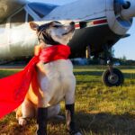 dog wearing cap and red cape standing in front of airplane
