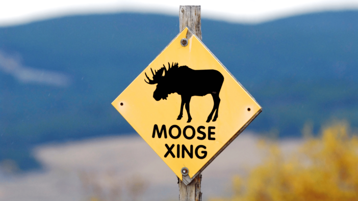 Moose Crossing Sign