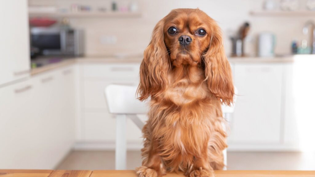 cavalier king charles spaniel dog sitting on chair at kitchen table