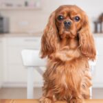 cavalier king charles spaniel dog sitting on chair at kitchen table