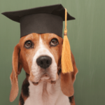dog in graduation cap awaiting final pieces of advice for new veterinary school graduates