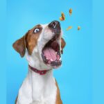 dog catching treats in the air